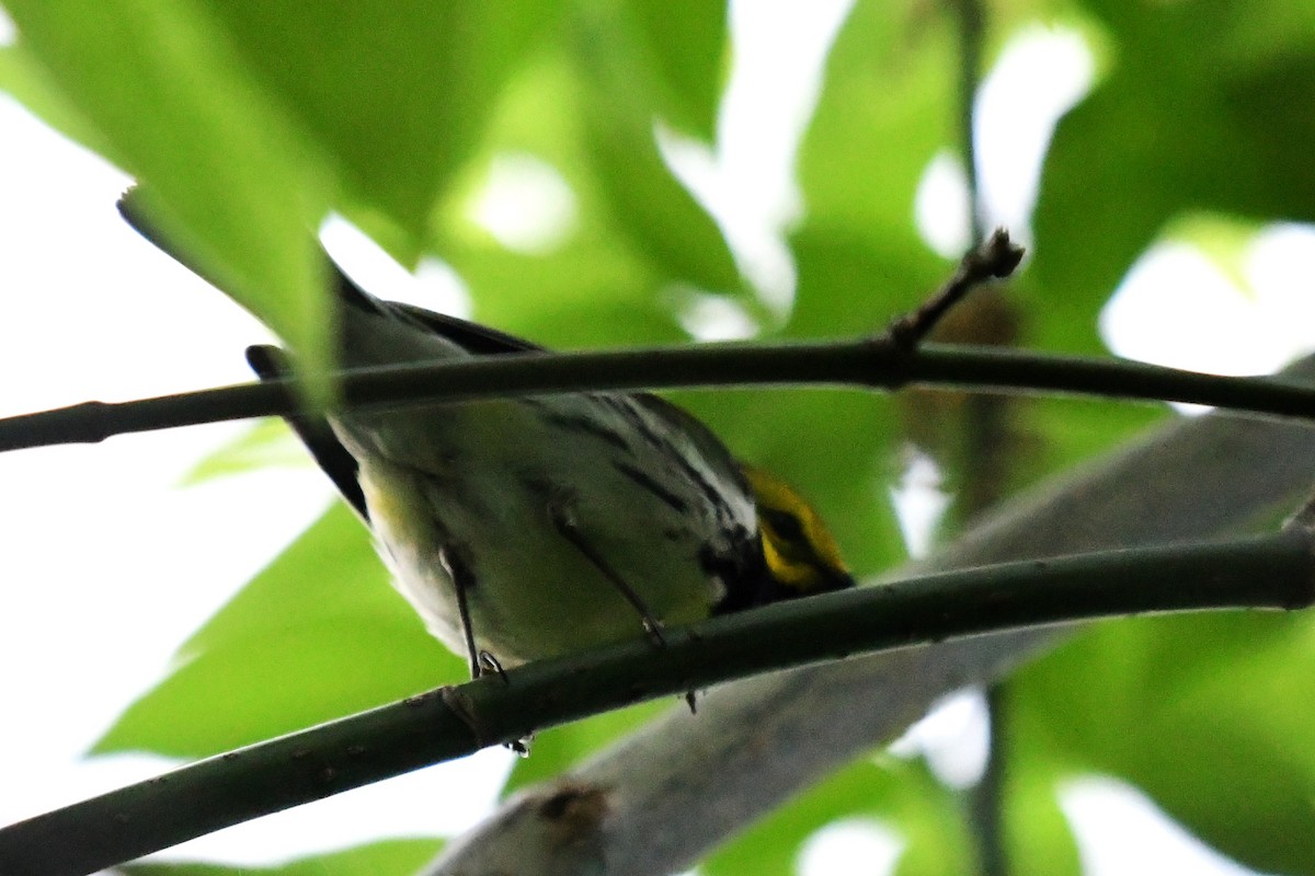 Black-throated Green Warbler - Winston Poon