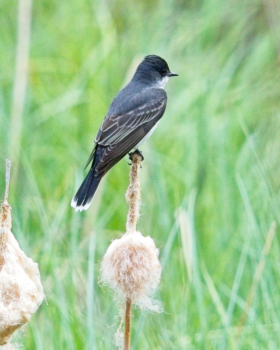 Eastern Kingbird - Frank Letniowski