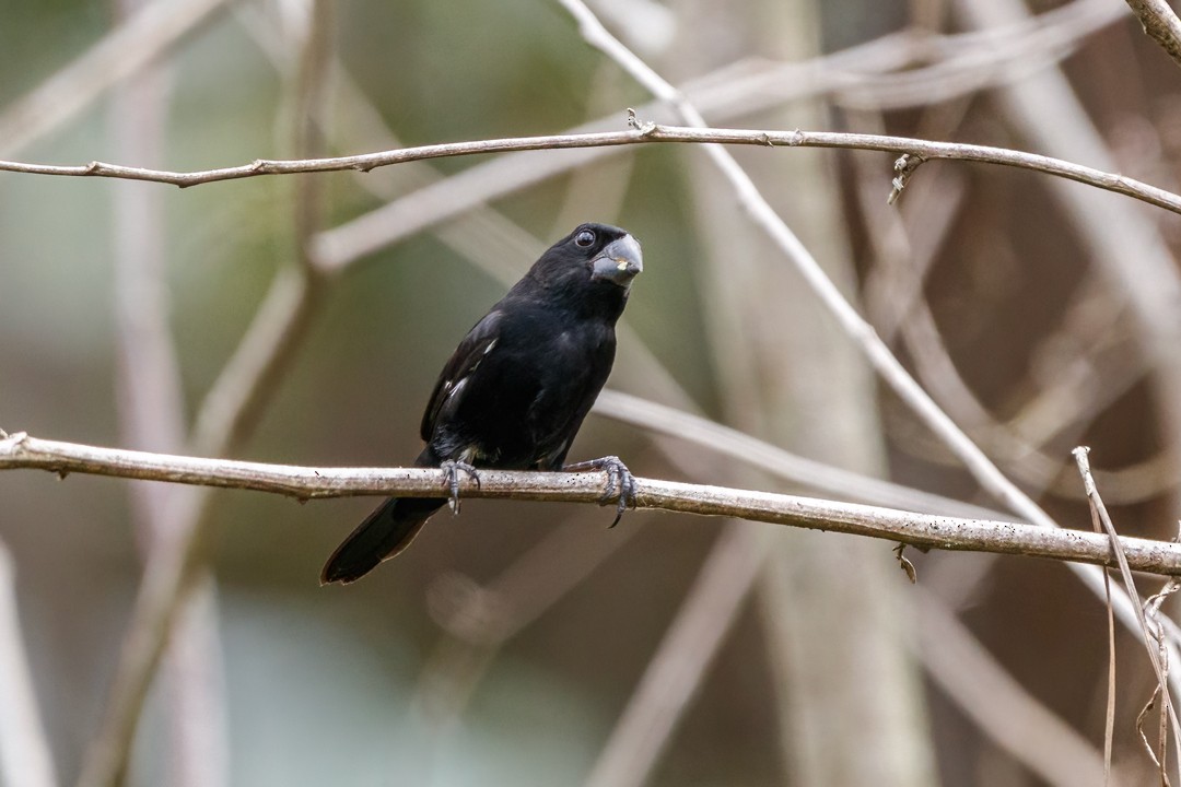 Thick-billed Seed-Finch - Sergio Romero