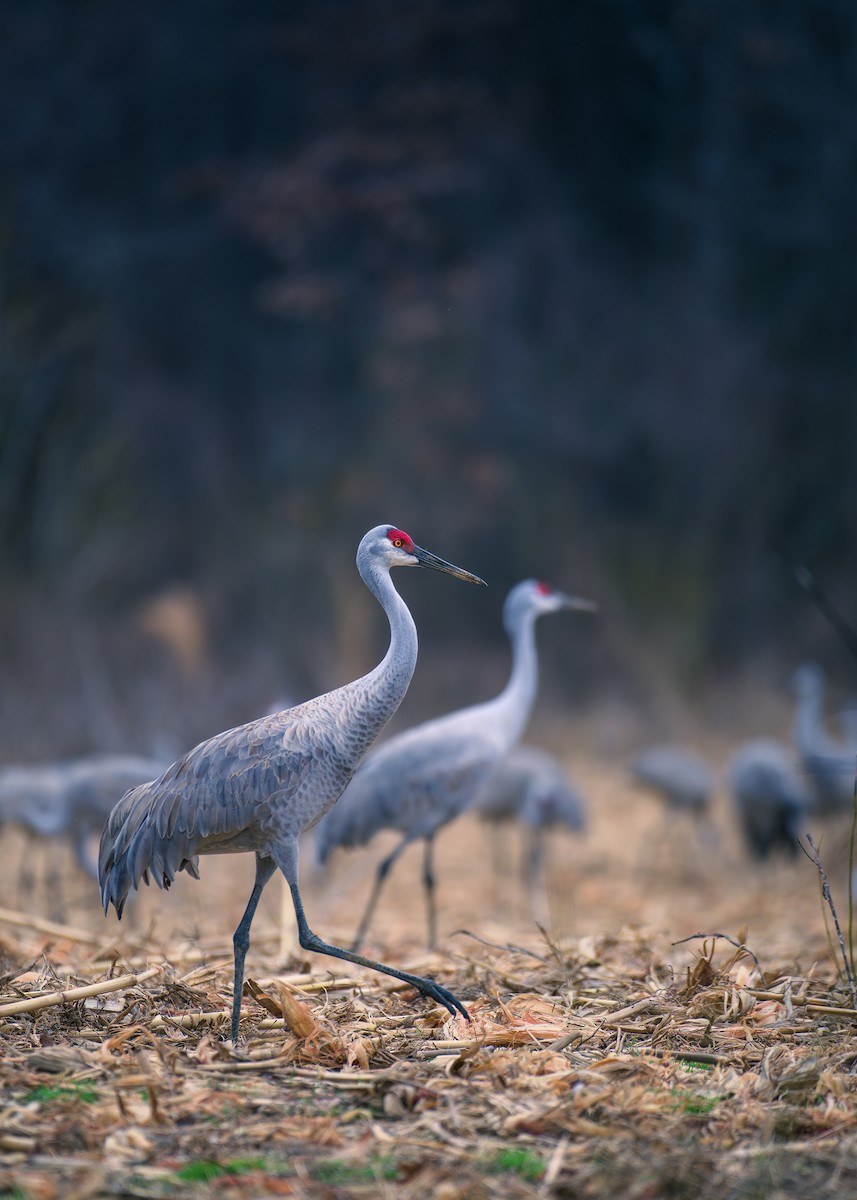 Sandhill Crane - Prashant Naik