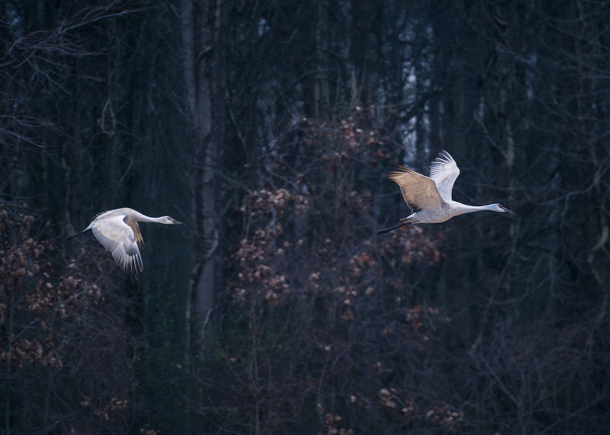 Sandhill Crane - Prashant Naik