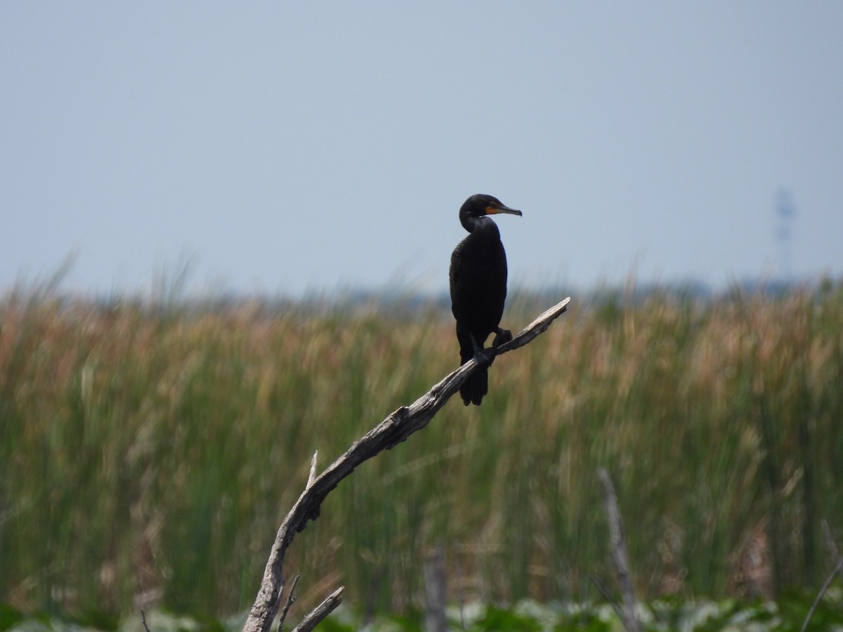 Double-crested Cormorant - Jayne L