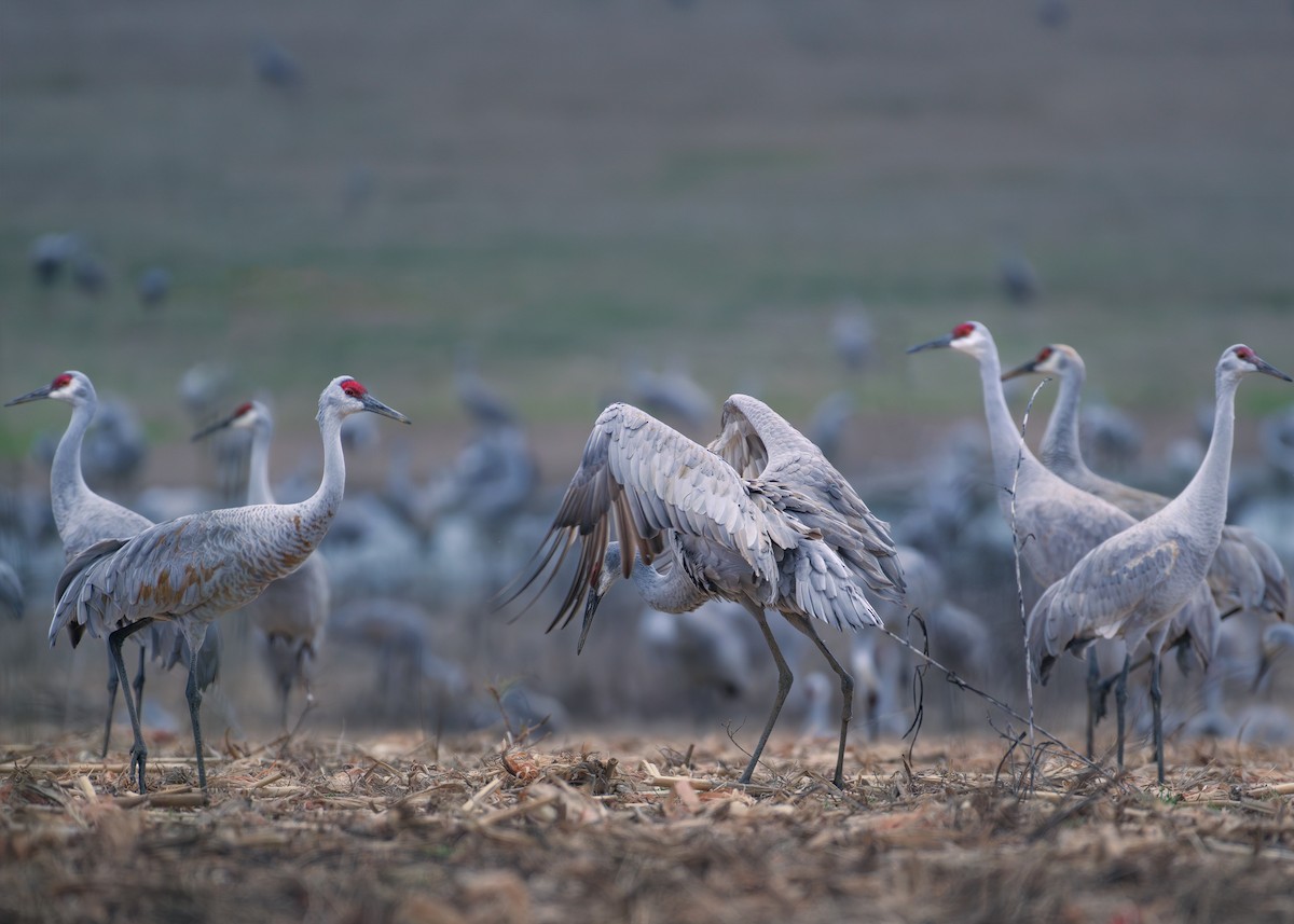 Sandhill Crane - Prashant Naik