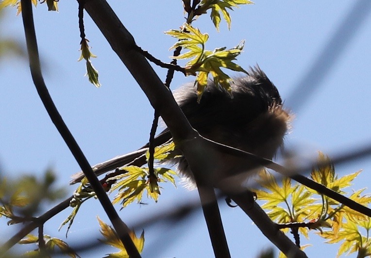 Tufted Titmouse - A. Gary Reid