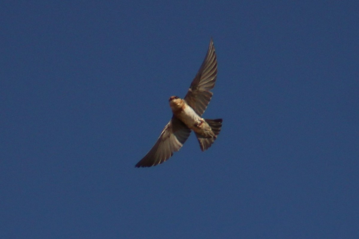 Cave Swallow (Texas) - Adair Bock