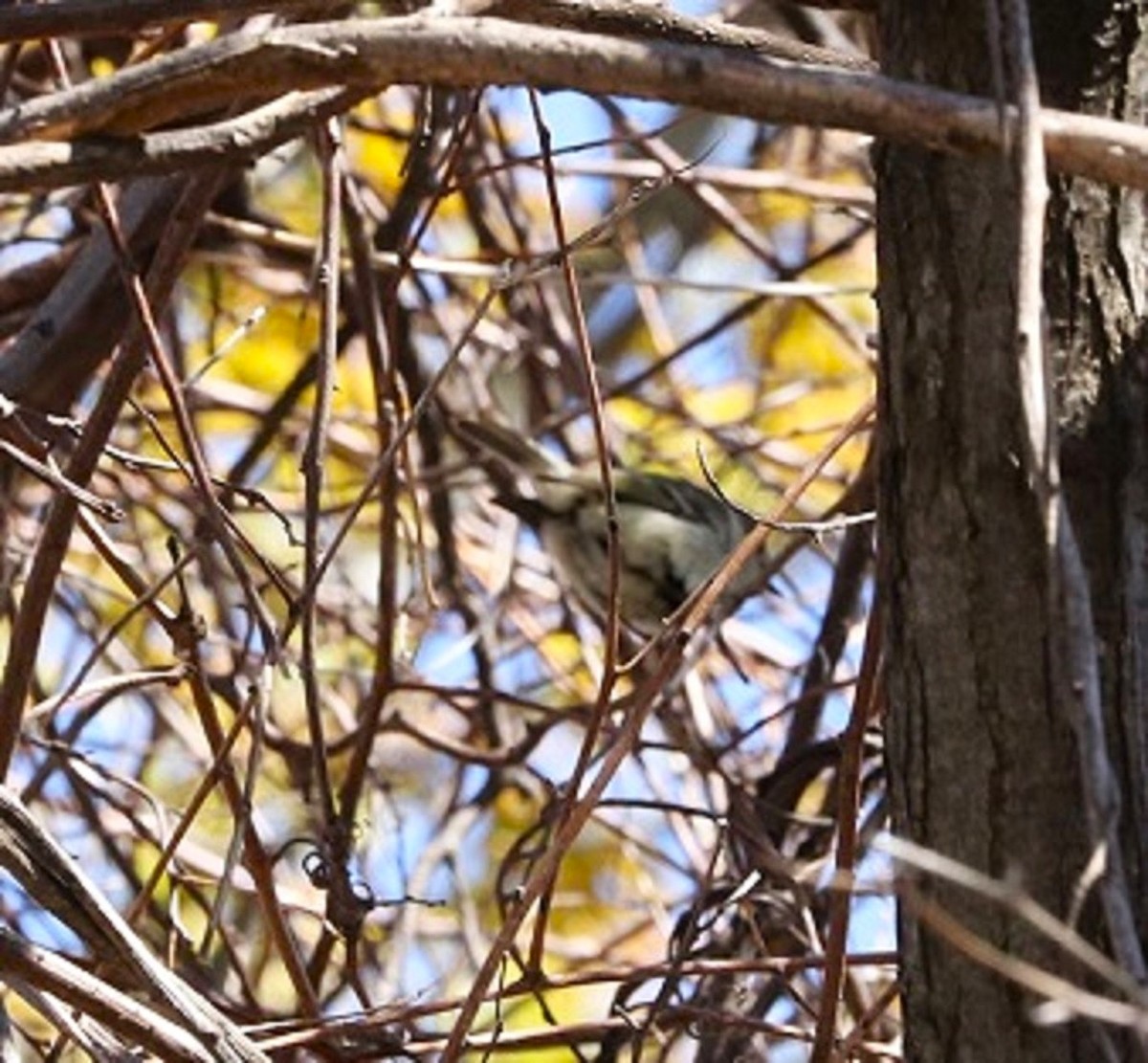 Ruby-crowned Kinglet - A. Gary Reid