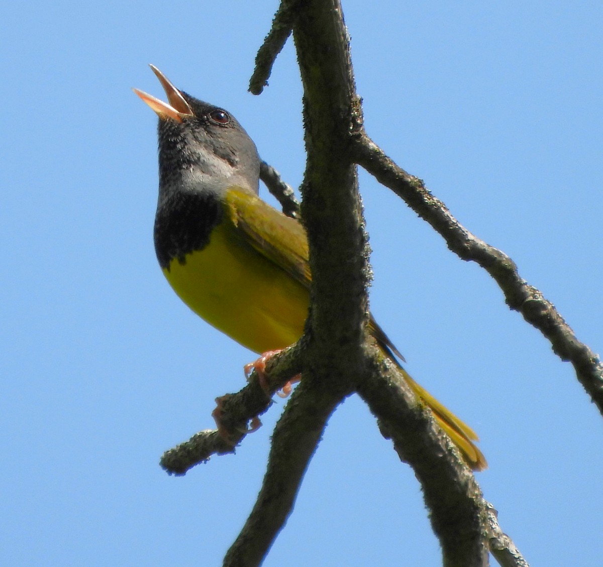 Mourning Warbler - Steven C