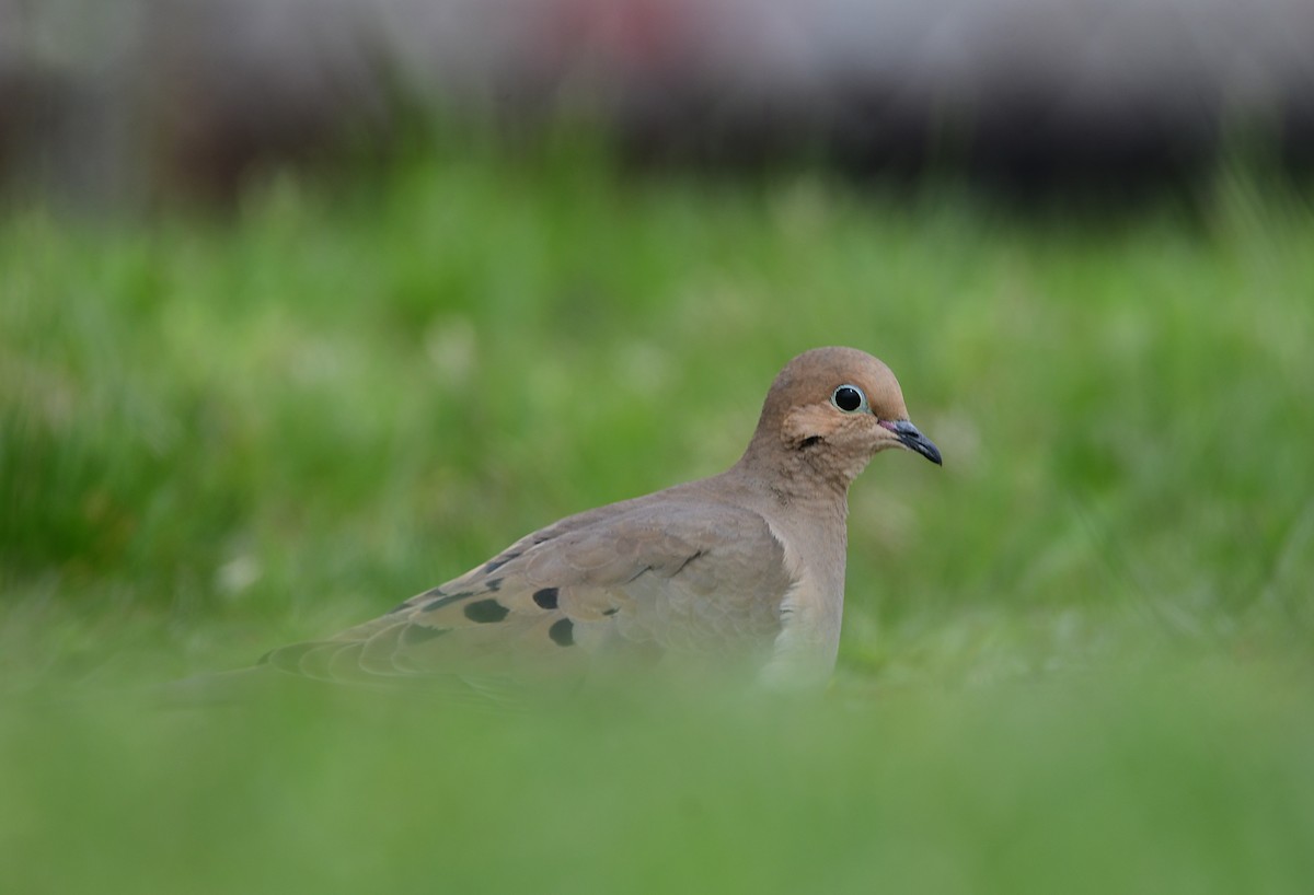 Mourning Dove - Chaiby Leiman
