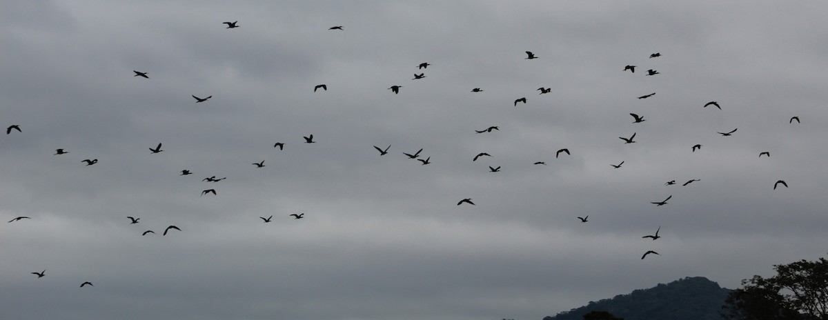 White-faced Ibis - Pedro Behne