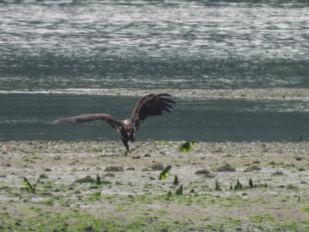 Bald Eagle - Mark Stevens