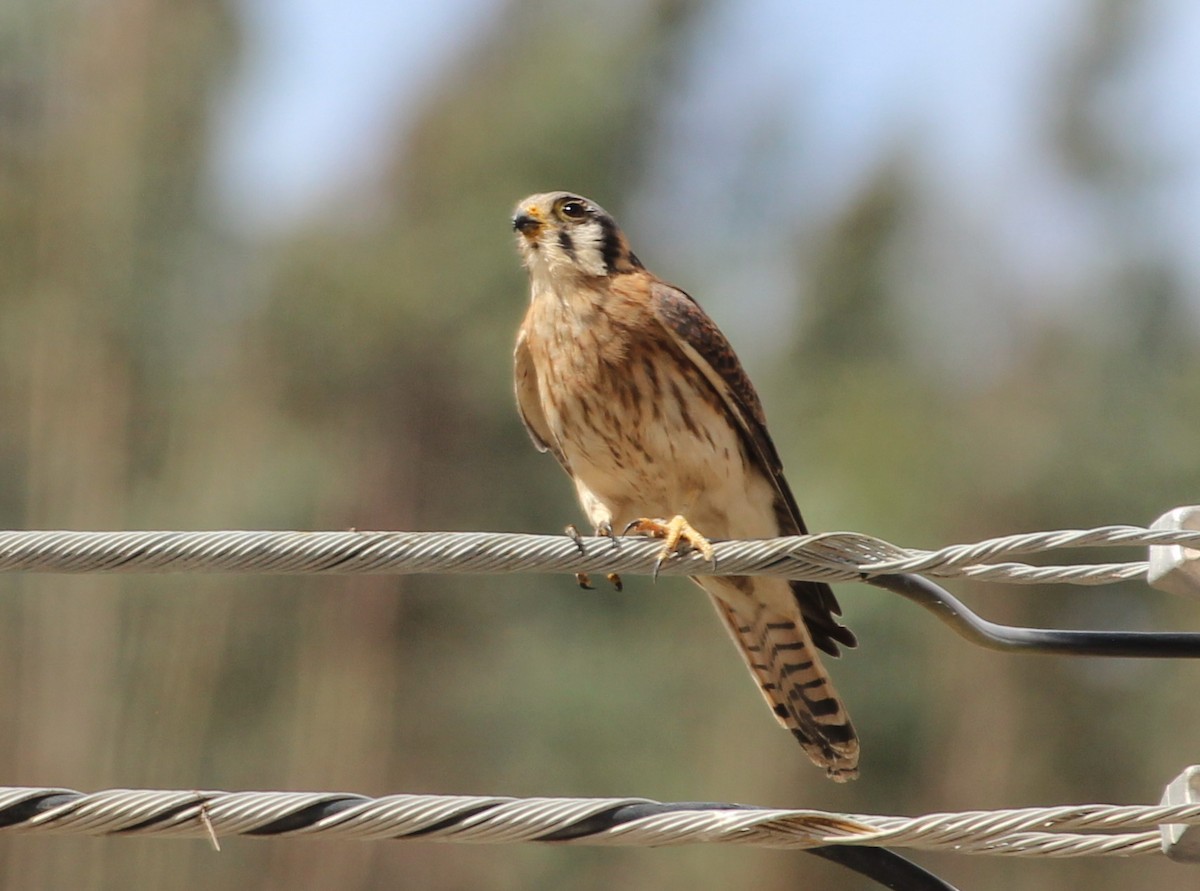 American Kestrel - Pierina A. Bermejo