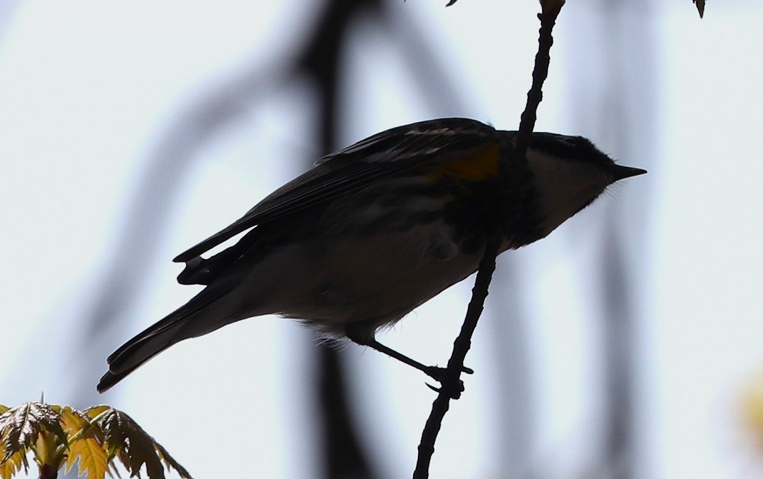 Yellow-rumped Warbler - A. Gary Reid