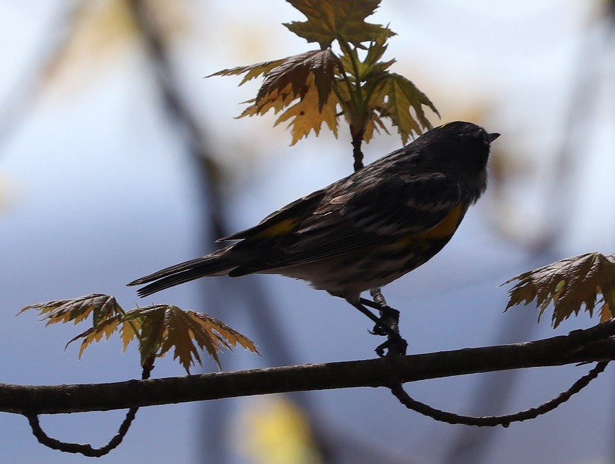 Yellow-rumped Warbler - ML619470440