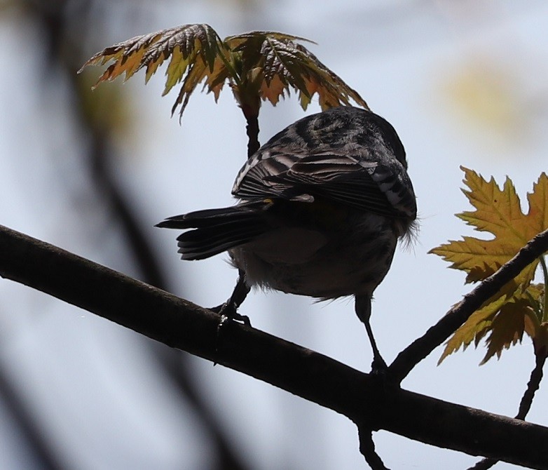 Yellow-rumped Warbler - ML619470441