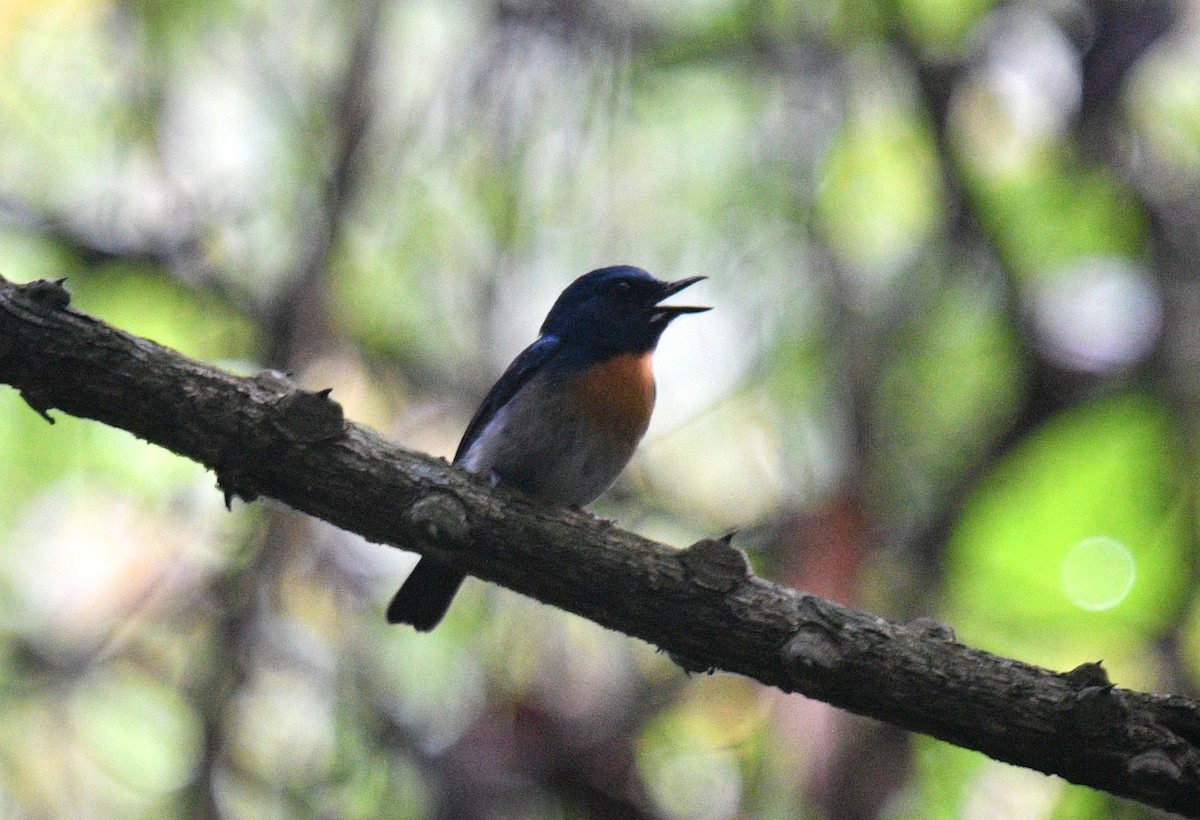 Blaukehl-Blauschnäpper - ML619470446