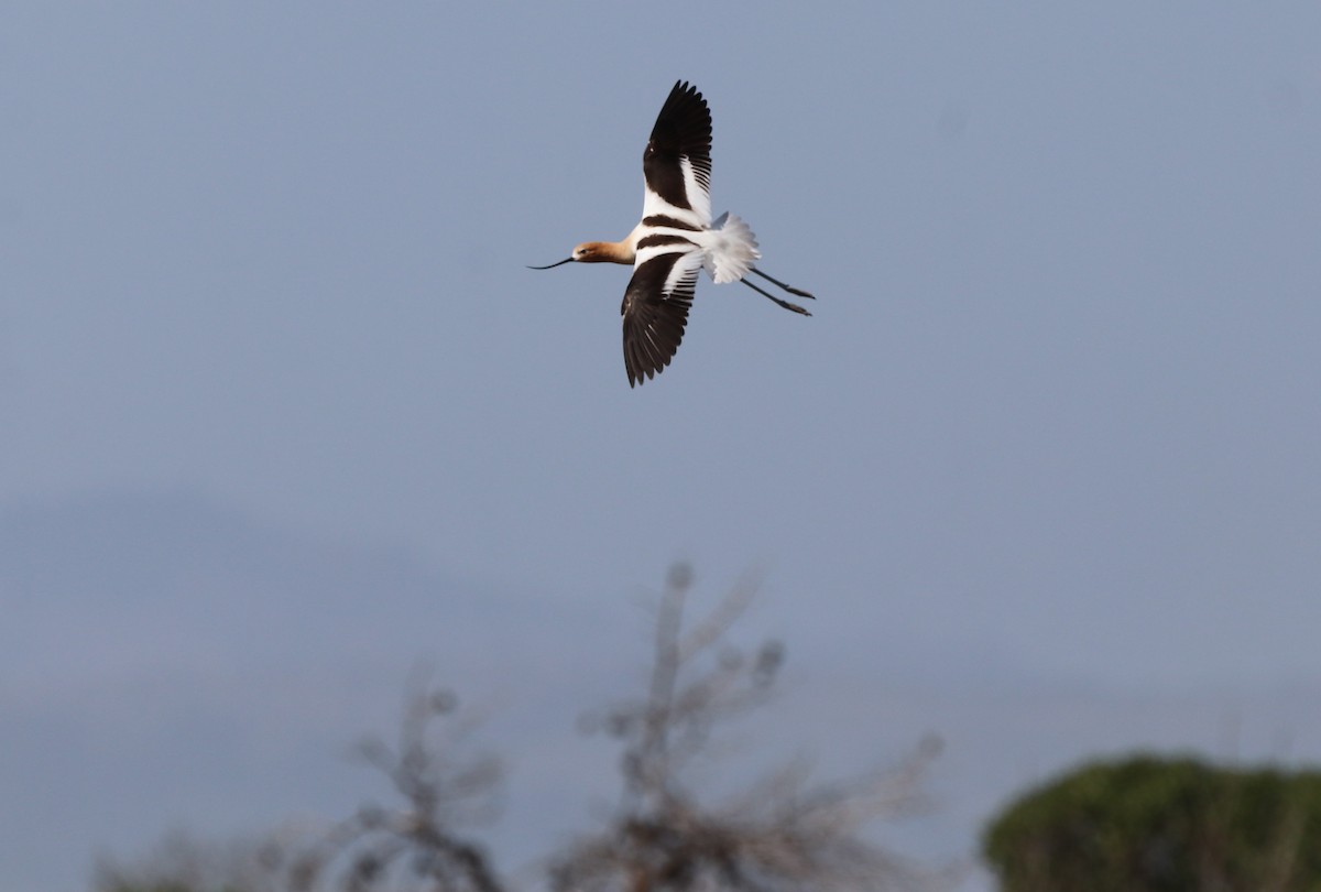 American Avocet - Chris Overington