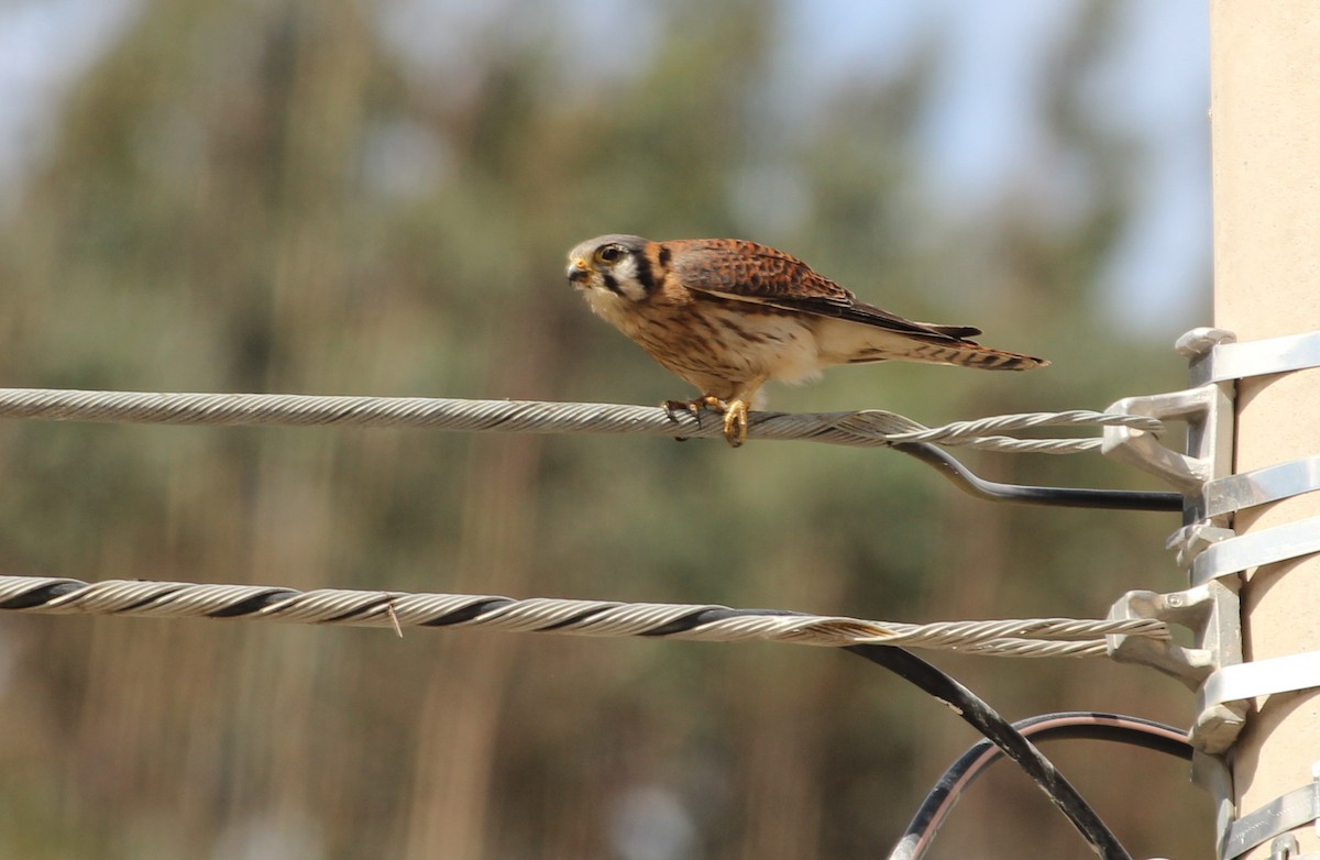 American Kestrel - Pierina A. Bermejo