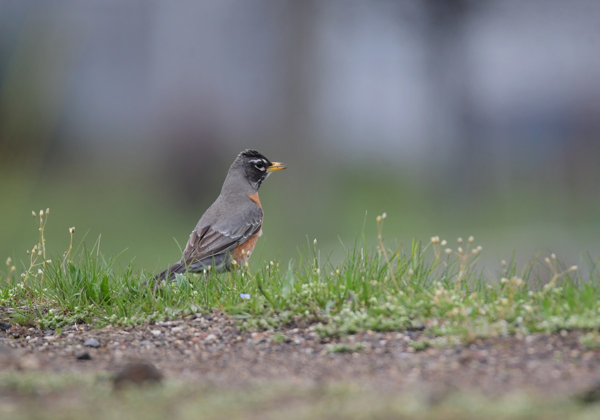 American Robin - Chaiby Leiman