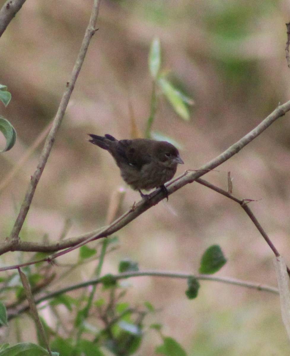 Blue-black Grassquit - Pedro Behne