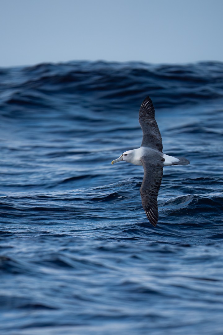 White-capped Albatross - Sören Salvatore