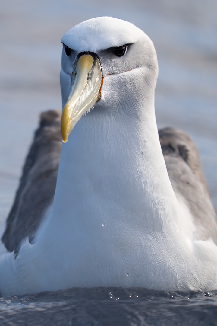 White-capped Albatross - Sören Salvatore