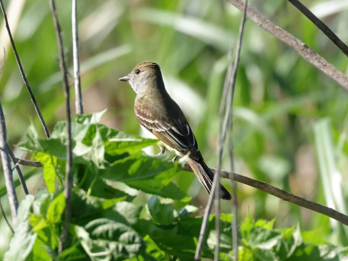 Great Crested Flycatcher - Charlie Arp