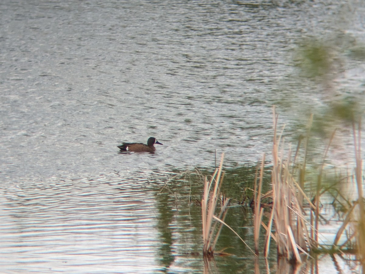 Blue-winged Teal - Reder Daughenbaugh