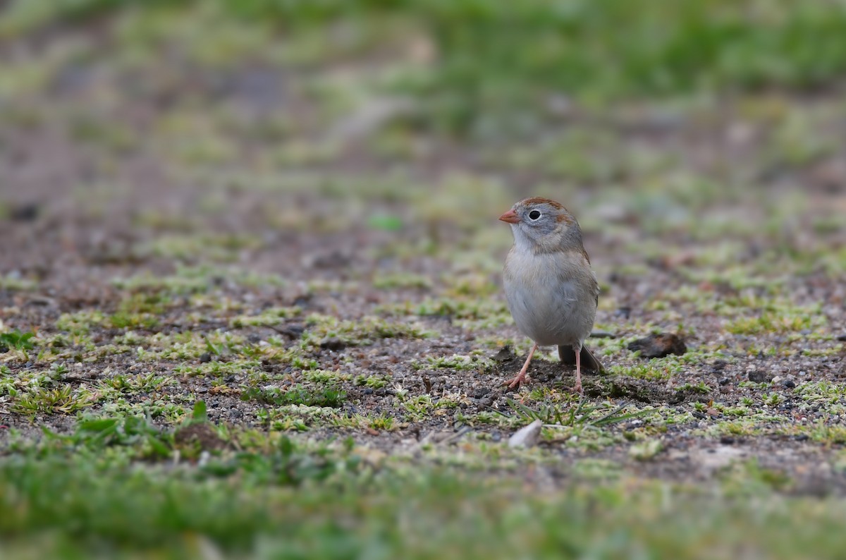 Field Sparrow - Chaiby Leiman