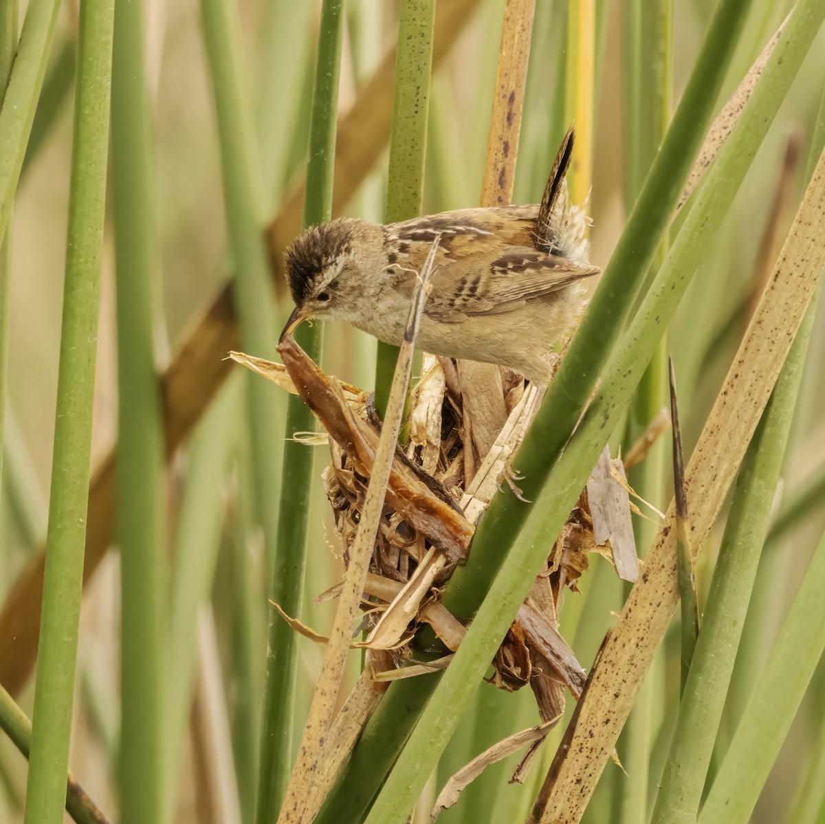 Marsh Wren - ML619470471