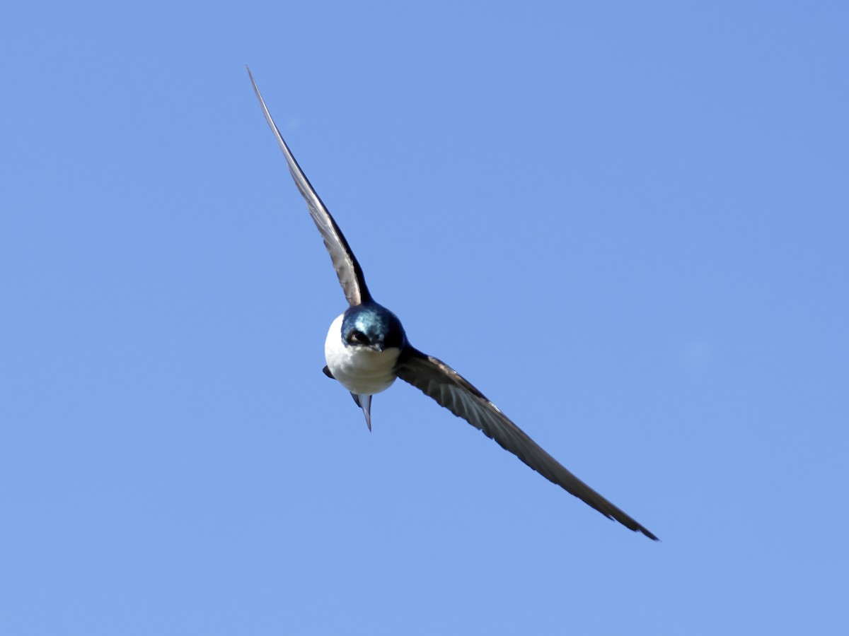 Tree Swallow - Charlie Arp