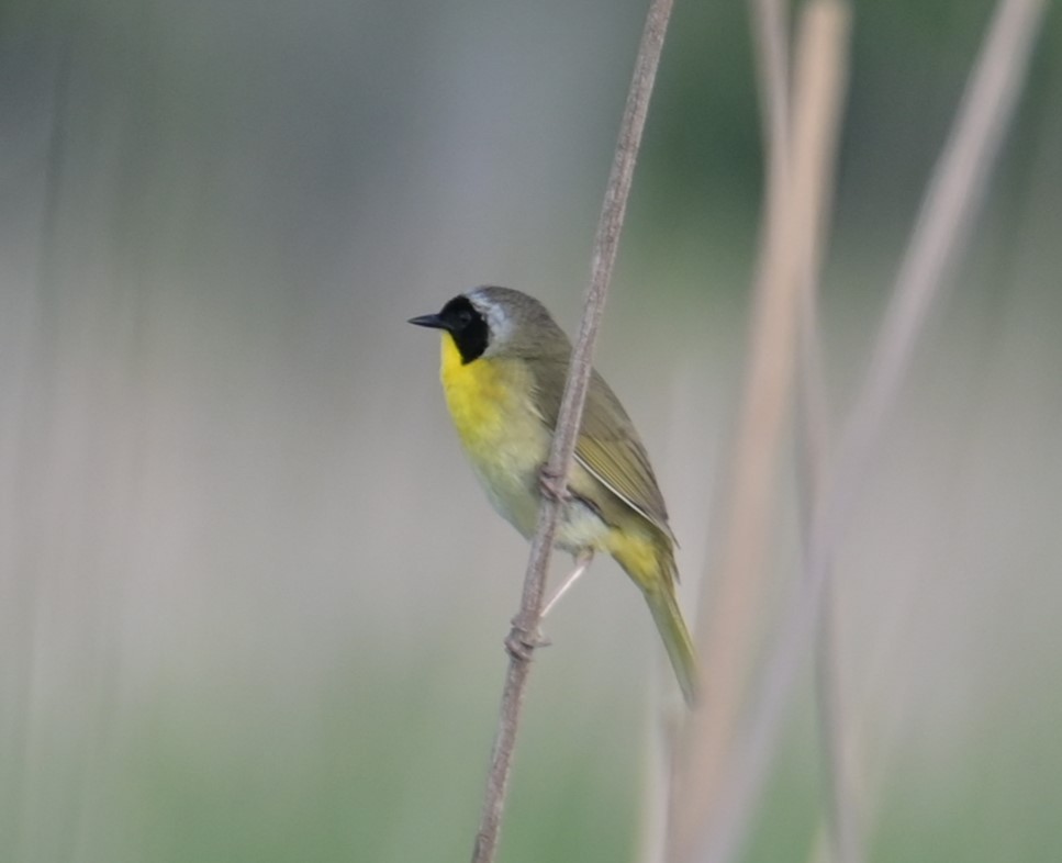 Common Yellowthroat - Nicolle and H-Boon Lee