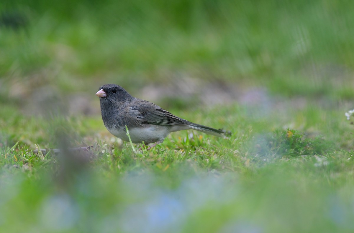 Dark-eyed Junco - Chaiby Leiman