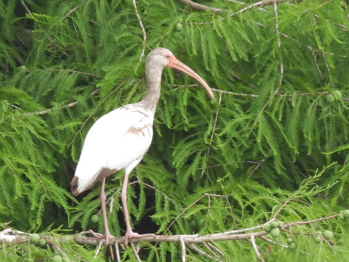 White Ibis - Jayne L