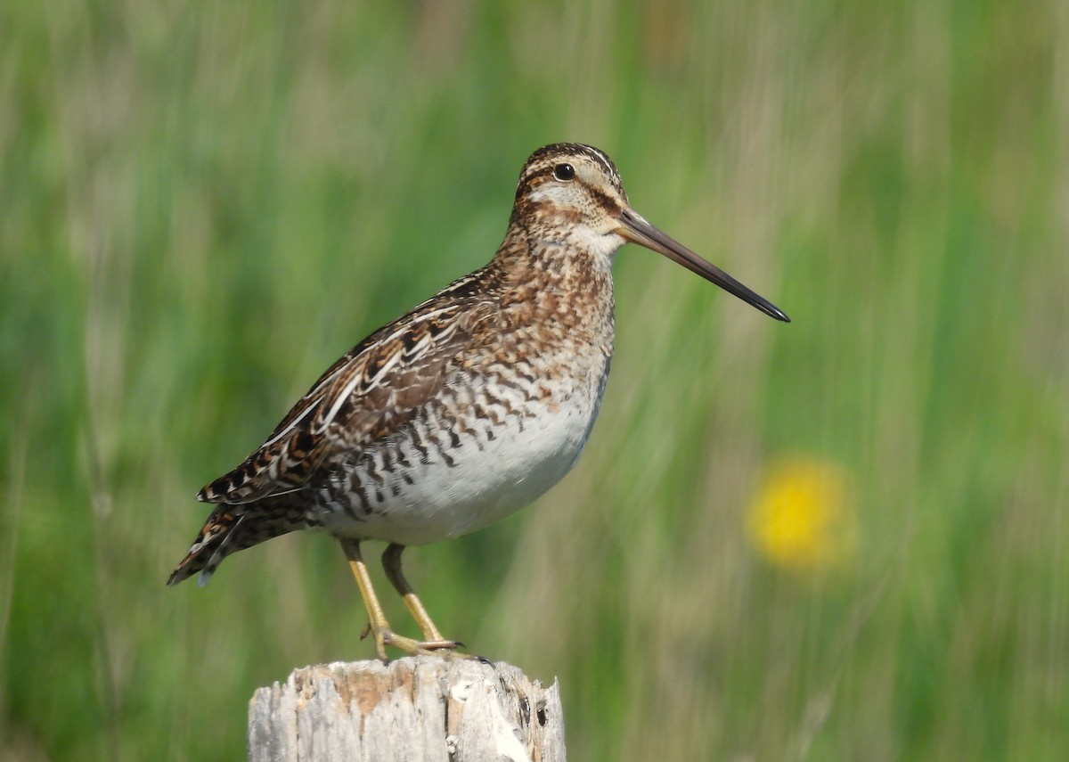 Wilson's Snipe - Joanne Muis Redwood