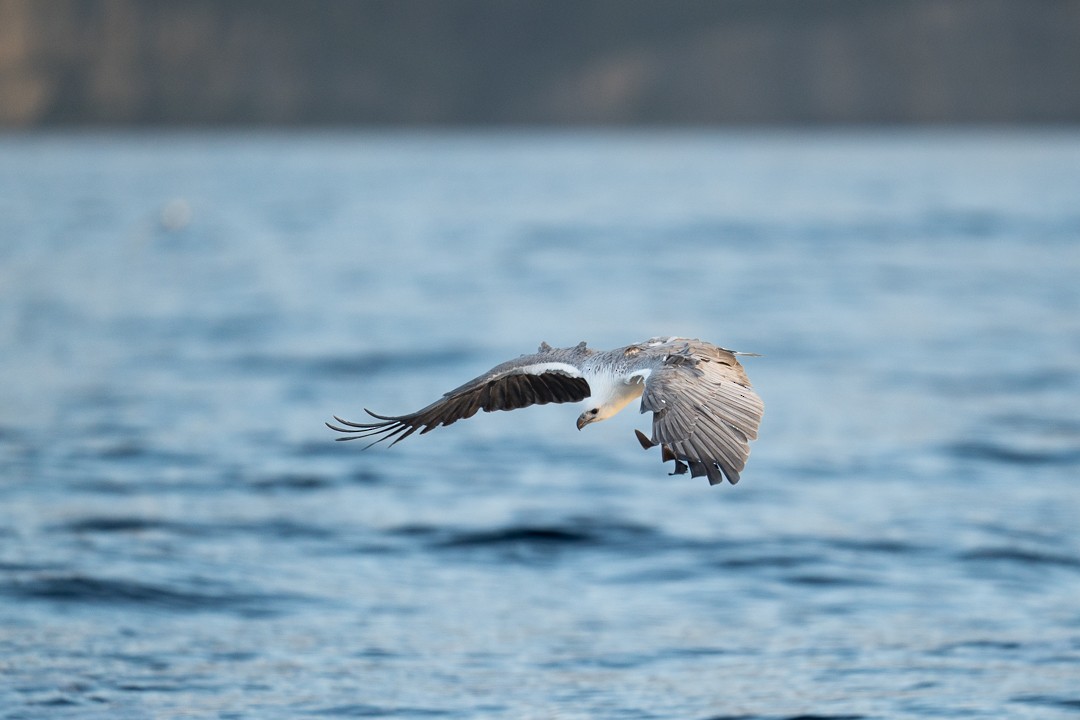 White-bellied Sea-Eagle - ML619470493