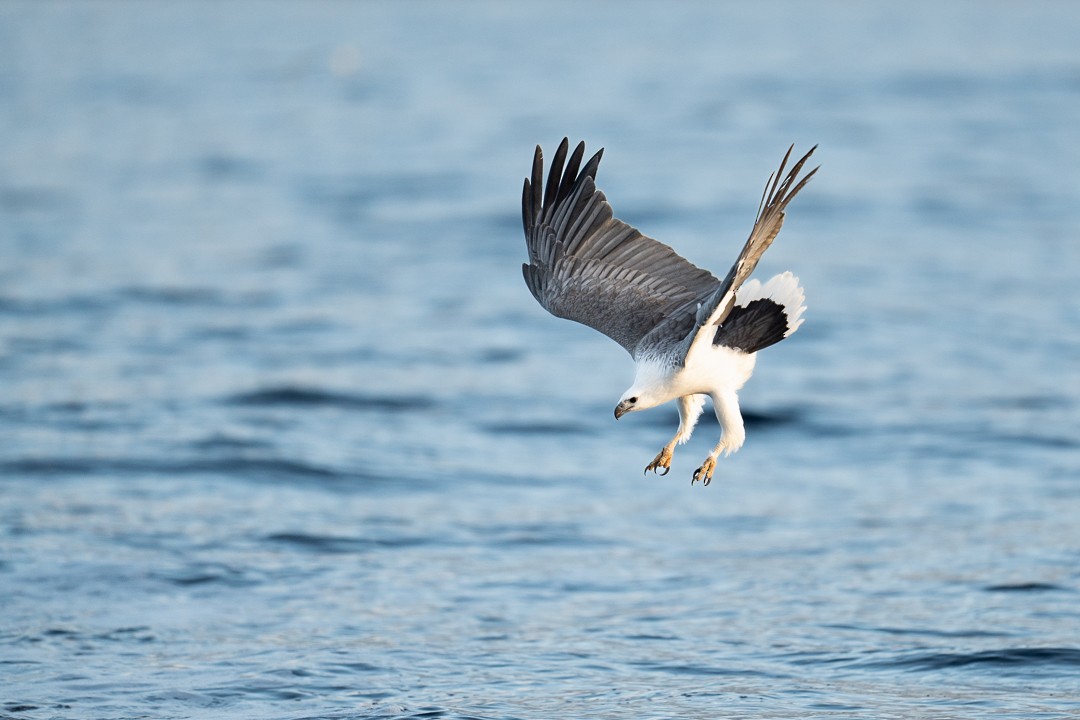 White-bellied Sea-Eagle - Sören Salvatore