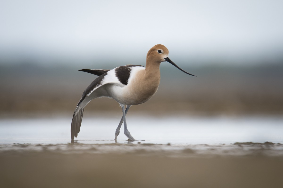 American Avocet - Jameson Koehn