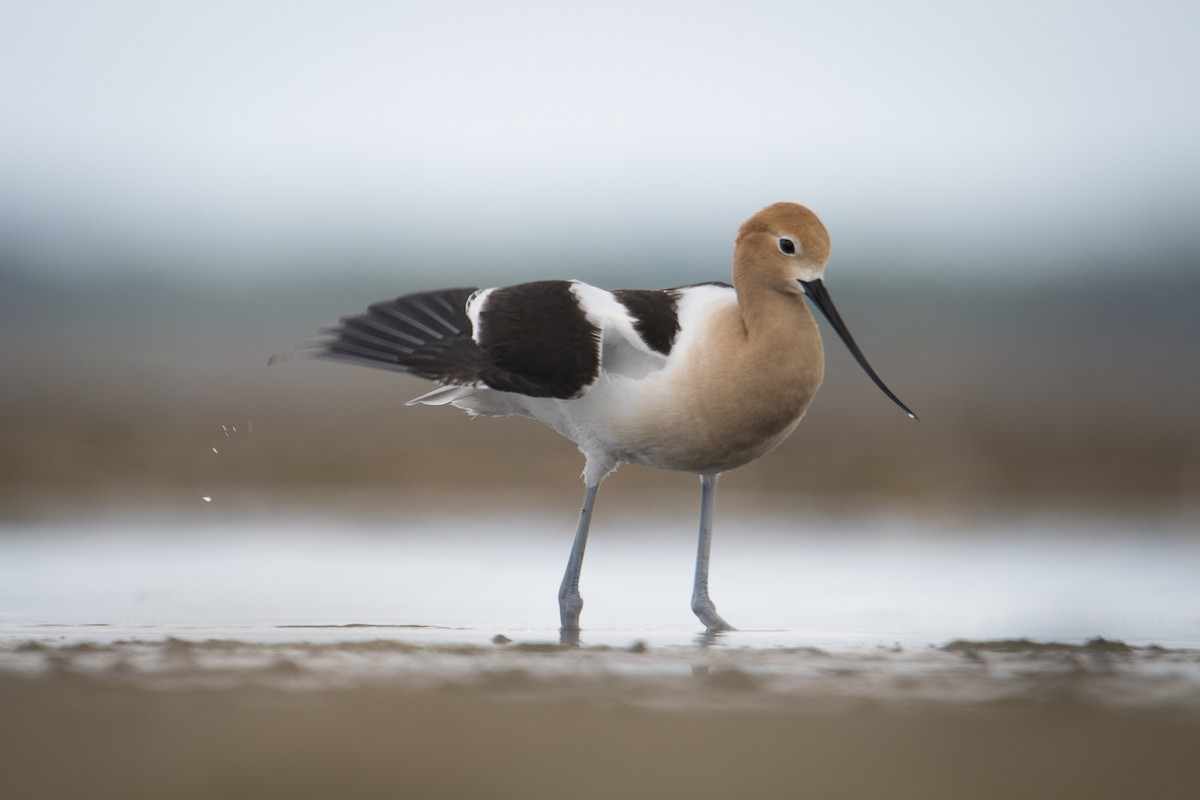 American Avocet - Jameson Koehn