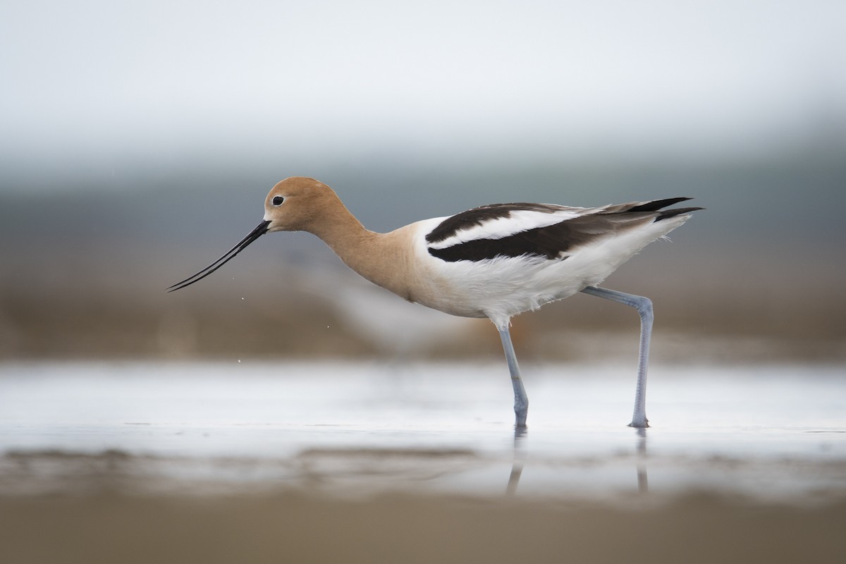 American Avocet - Jameson Koehn