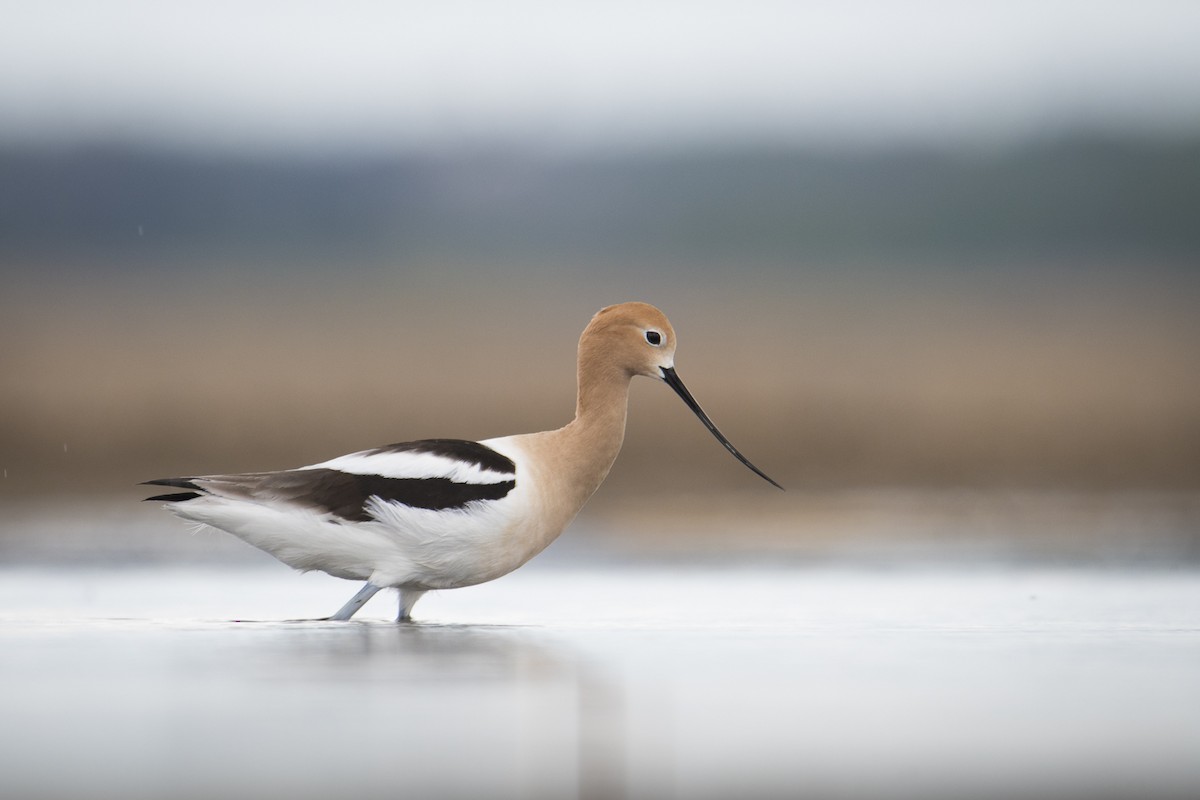 American Avocet - Jameson Koehn