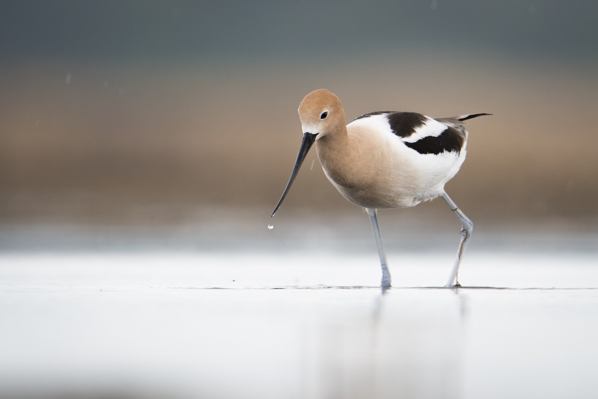 American Avocet - Jameson Koehn