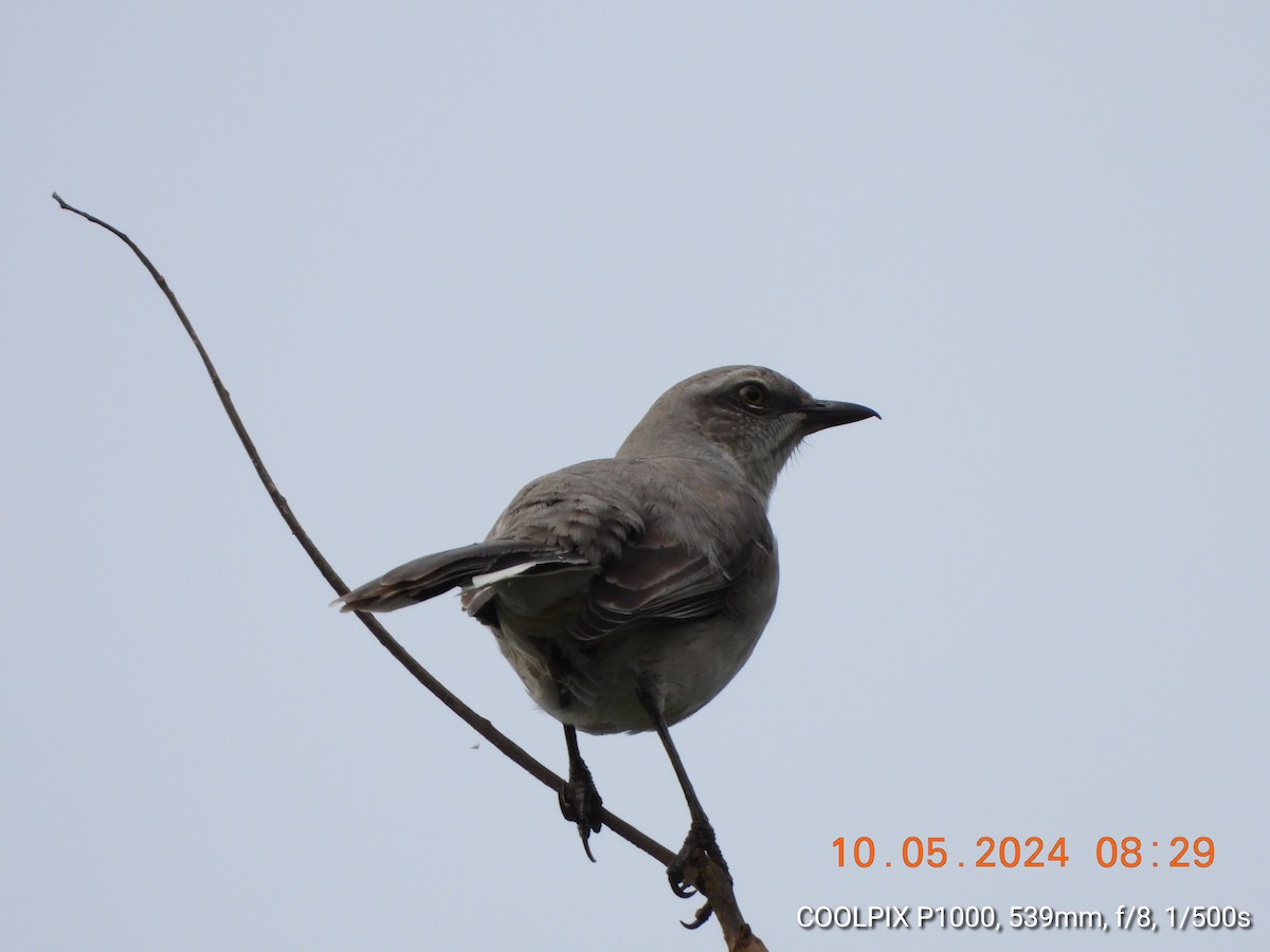 Tropical Mockingbird - Mauricio Ruano