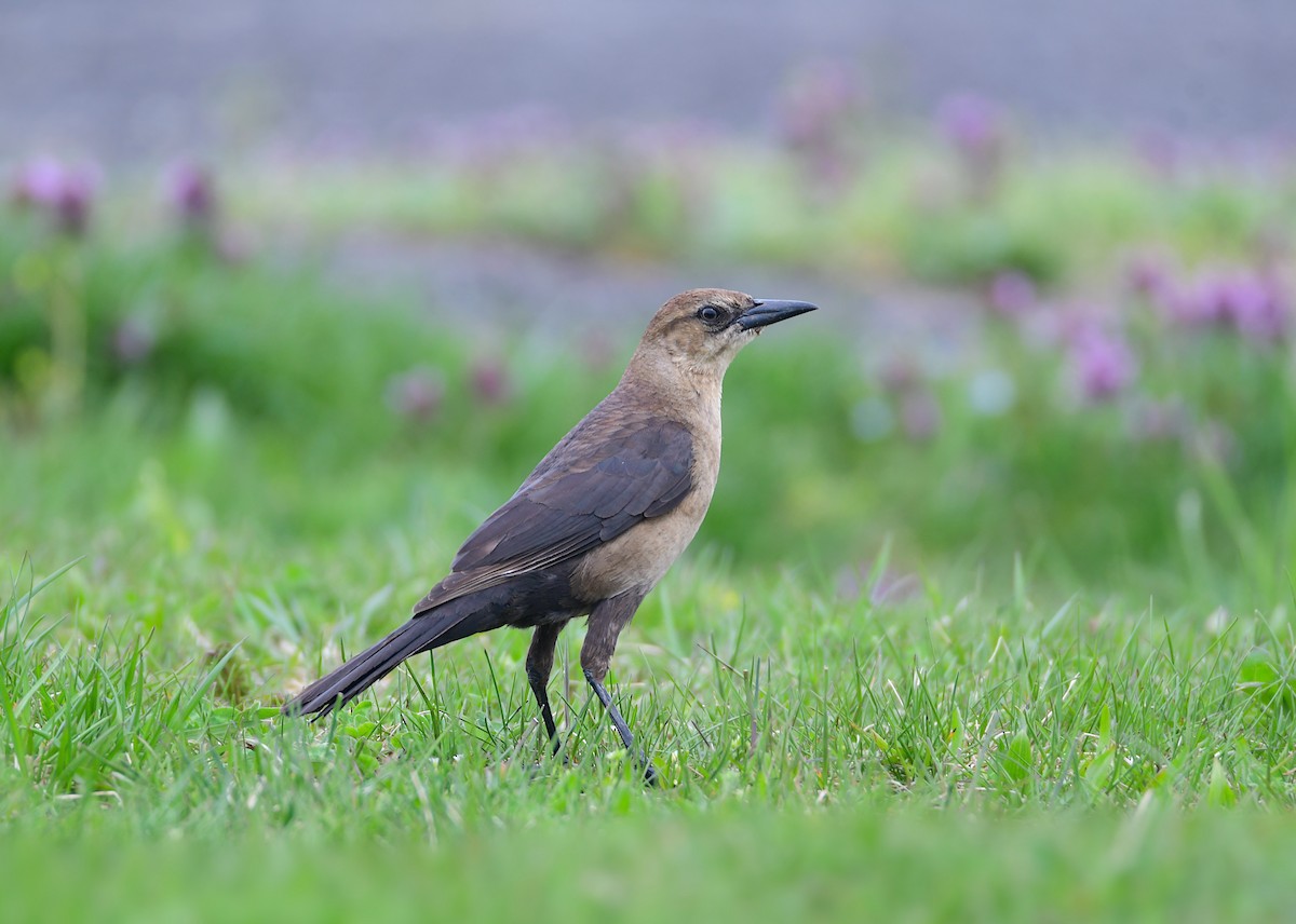 Boat-tailed Grackle - Chaiby Leiman