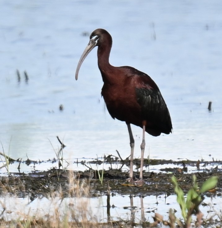 Glossy Ibis - Andy Reago &  Chrissy McClarren