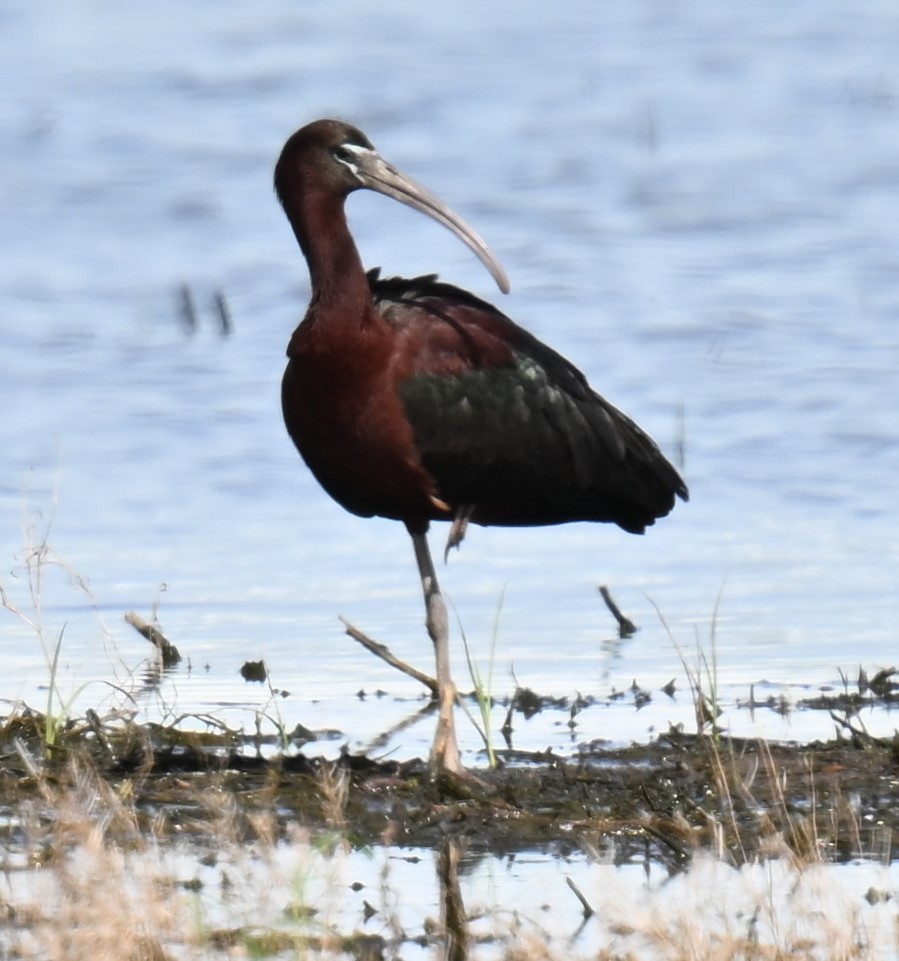 Glossy Ibis - Andy Reago &  Chrissy McClarren