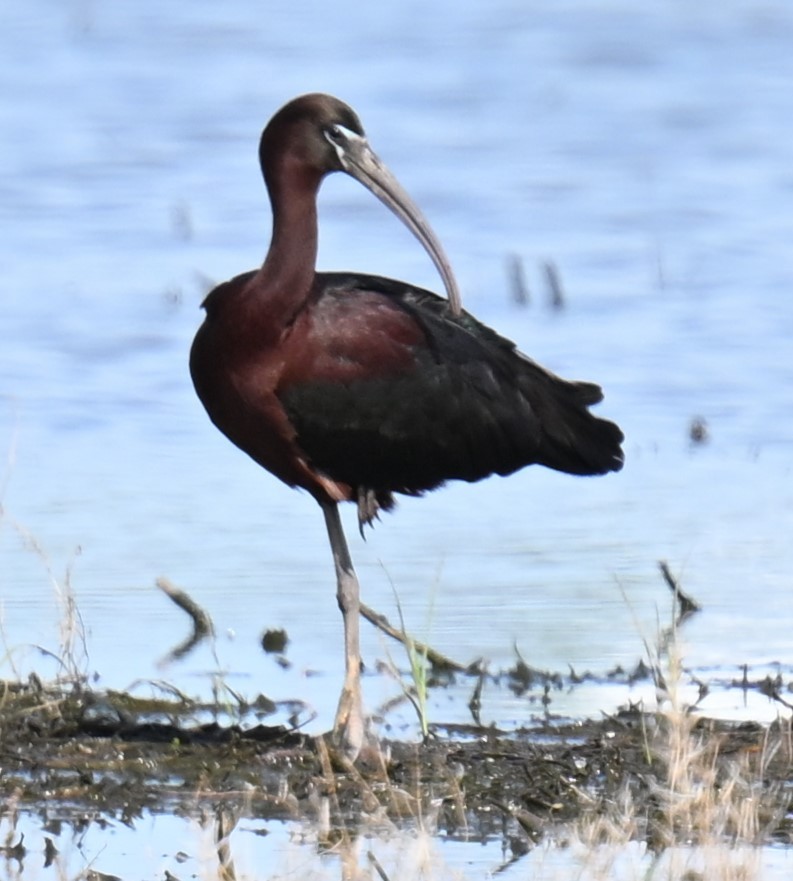 Glossy Ibis - Andy Reago &  Chrissy McClarren