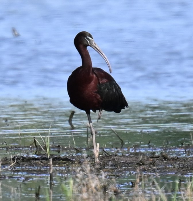 Glossy Ibis - Andy Reago &  Chrissy McClarren