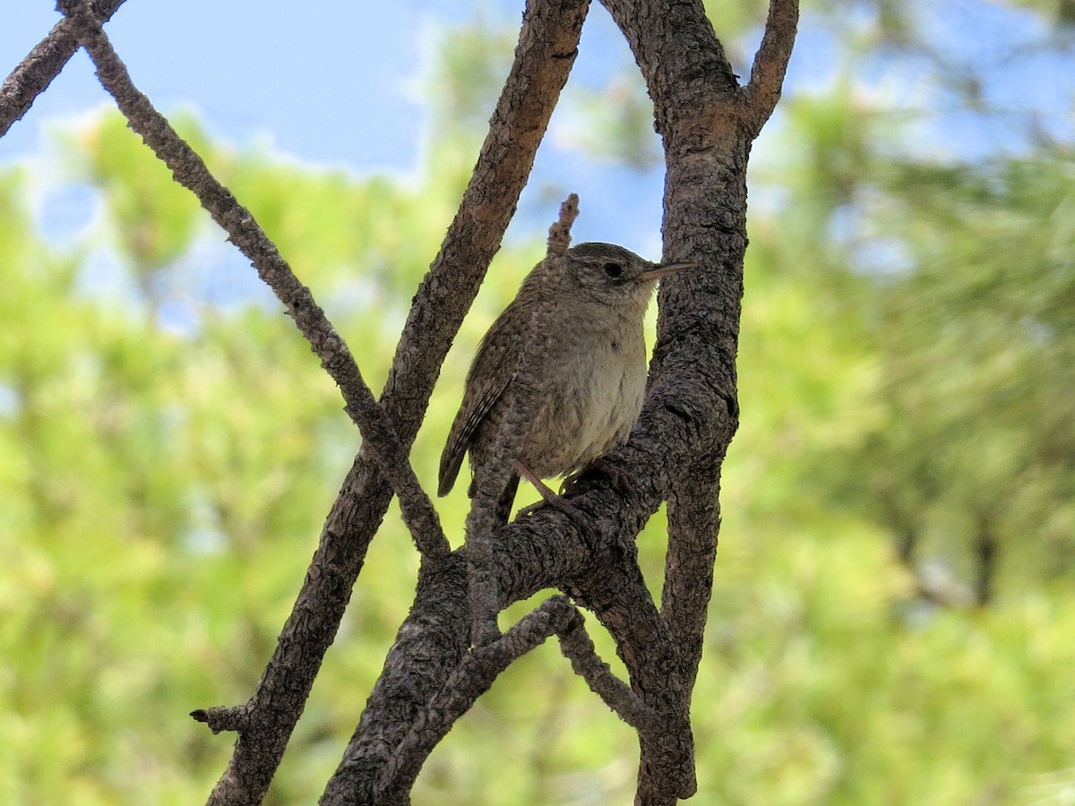 House Wren - Susan Patla