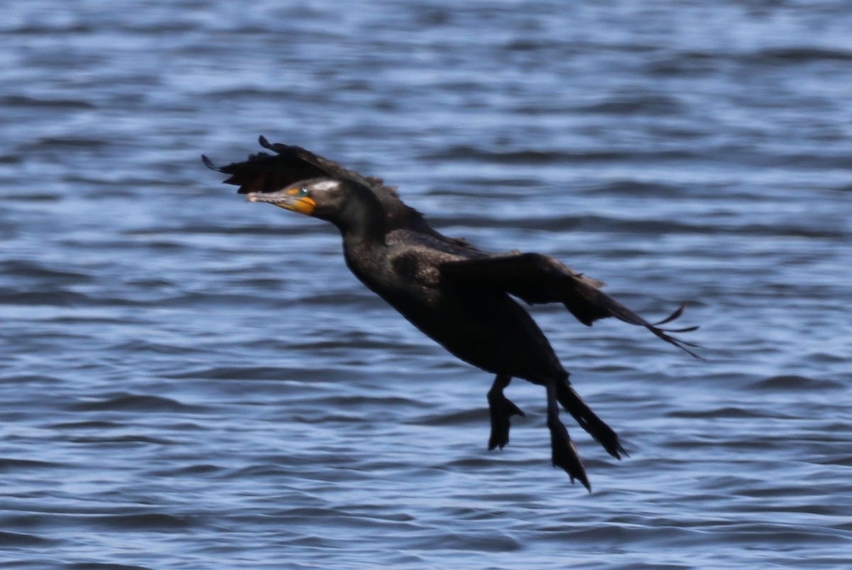 Double-crested Cormorant - Chris Overington