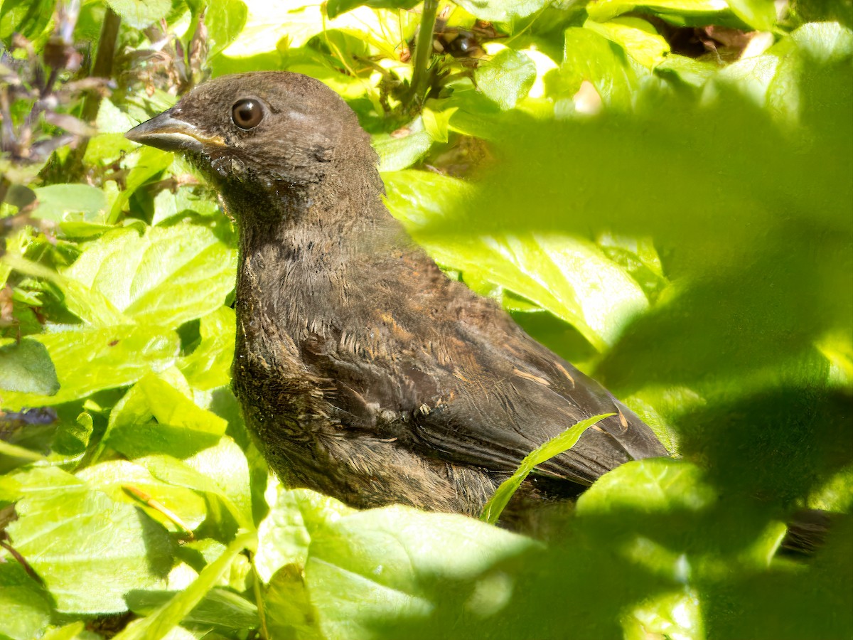 Spotted Towhee (oregonus Group) - ML619470539